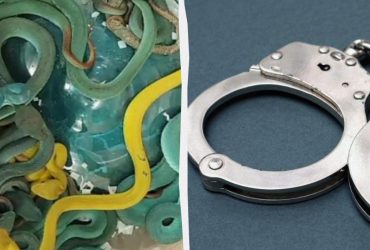В Індії затримали контрабандиста, який привіз із-за кордону майже пів сотні отруйних змій