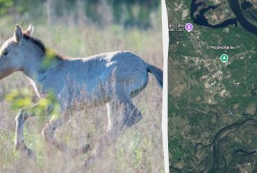 У Чорнобильському заповіднику вражаюче поповнення: з'явилося кумедне фото