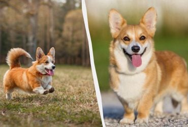 Что нужно знать перед покупкой корги: цена, характер и почему они не для всех