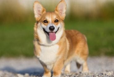 Поднимут вам настроение: названы 7 самых жизнерадостных пород собак