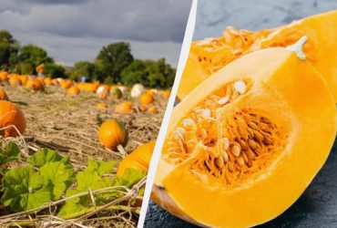 Тыквы нужно успеть посадить до этого срока: как выращивать, чтобы были крупными