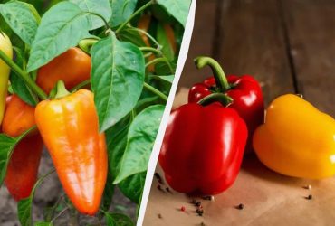 Перец после высадки в грунт нужно удобрить именно так - он быстро пойдет в рост