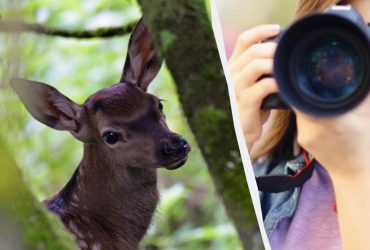 У Чорнобильському заповіднику зустріли маленького Бембі (фото)