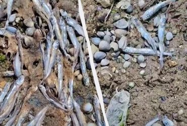 Аварія танкерів у Чорному морі: на узбережжя Одещини викинуло отруєну рибу (фото, відео)