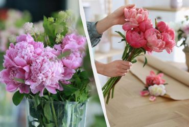 Букет півоній простоїть свіжим 2 тижні: що потрібно додати у воду