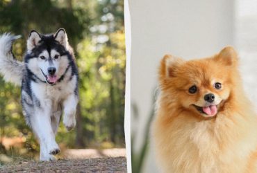 Як назвати собаку хлопчика та дівчинку: список цікавих кличок