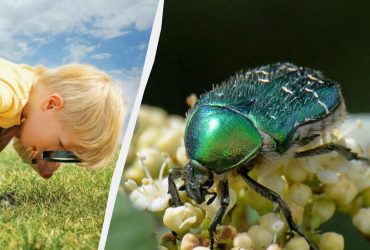 У Зоні відчуження живуть блискучі жучки: з'явилися детальні фото