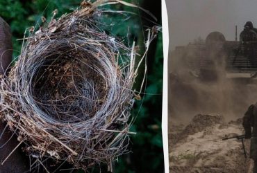 На Донбасі птахи звили гніздо з залишків оптоволокна (фото)