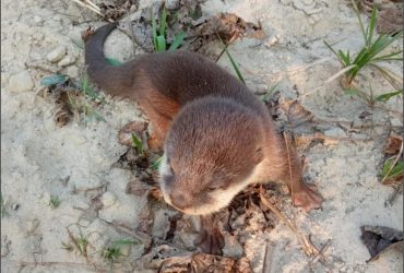Найменшу у світі видру, яку вважали вимерлою, виявили через 185 років