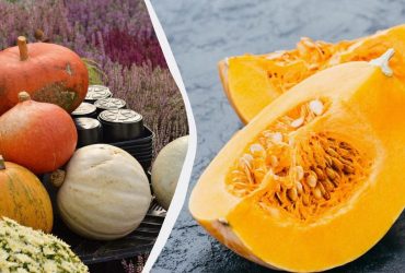 Найкращі сорти гарбуза для України: що варто посадити цього року