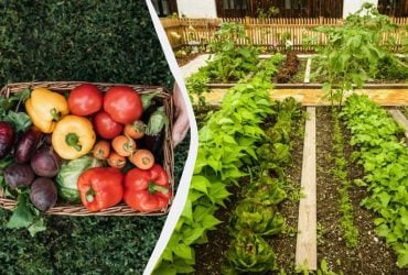 Так не робить майже ніхто, а даремно: які овочі варто садити на грядках поруч