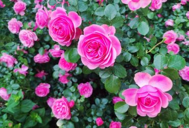 Что нельзя сажать возле роз: садоводы назвали 8 нежелательных соседей для этих цветов