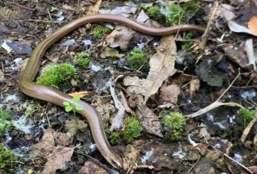 В Чернобыльском заповеднике заметили редкую ящерицу: чем она особенная