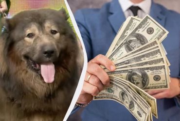 Самую дорогую собаку в мире продали за 6 млн долларов: что это за пес
