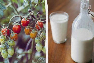 Молоко и йод - идеальное удобрение для томатов: вырастут сладкими и крупными