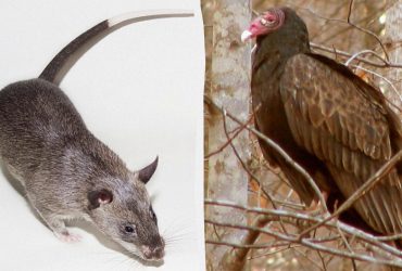 У якої тварини найкращий нюх: учені поділилися несподіваними висновками