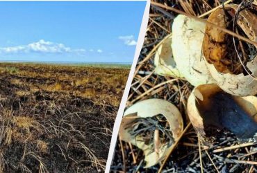 В Одесской области шахеды превратили часть заповедника в черную пустыню, - эколог (фото)
