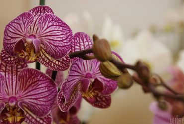 Почему орхидея не цветёт: возможно, вы забываете про это правило