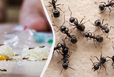 Дешевий засіб від мурах: комахи назавжди забудуть до вас дорогу