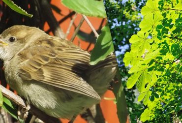 Воробьев почти не видно на улицах Киева и Львова: орнитолог рассказала, куда исчезли птицы
