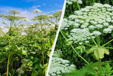 Важкі опіки, сліпота й ампутація: чим небезпечний борщівник і яка перша допомога