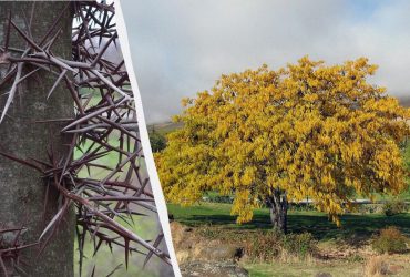 Ядовитые и коварные: эксперты назвали 8 самых опасных деревьев, которых следует избегать