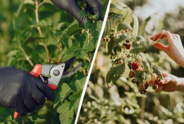 Як обрізати малину, виноград, троянди та інші кущі влітку: запам'ятайте три правила