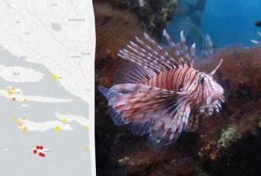 На узбережжі популярного курорту оселилася небезпечна риба: дослідники б'ють на сполох