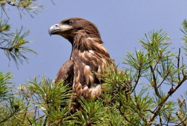У Чорнобильському заповіднику підростає молодий червонокнижний орлан-білохвіст