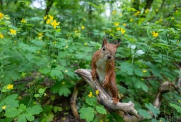 Сьогодні до Києва натягне хмари та задощить