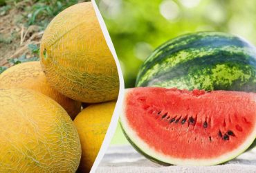 Кавуни та дині краще посадити в ці дати: виростуть великими і солодкими