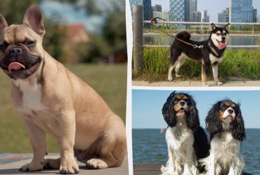 Які собаки є спокійними та дуже рідко гавкають: експерти назвали 10 таких порід