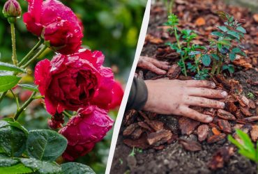 Що зробити, щоб троянди цвіли до кінця літа: всього одна процедура