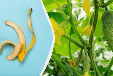 Банановая кожура критически необходима огурцам на грядке: как приготовить настой