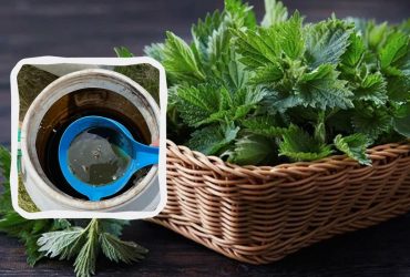 Кропив'яний настій - отрута чи вітамінна бомба: що можна і не можна ним поливати