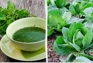 Від цього добрива качани ростуть як на дріжджах: дідівський метод підживлення капусти кропивою