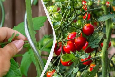 Який пасинок категорично не можна обрізати у томатів: вратите цілий кущ