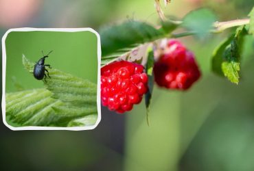 Як позбутися довгоносика, поки він не з'їв половину врожаю: допоможе один настій