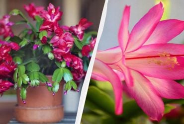 Кімнатна рослина, яку часто заливають: як не нашкодити різдвянику