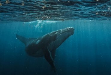 Учені вважають, що горбаті кити можуть таємно намагатися спілкуватися з людьми