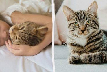 Как и почему кошки мурлычут: ученые наконец нашли ответы