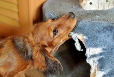 Чому собака гризе диван та інші меблі: експерти розкрили основні причини та дали поради