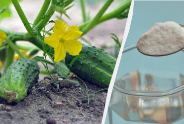Каким раствором полить огурцы в июне: не будет пустоцветов и желтых листьев