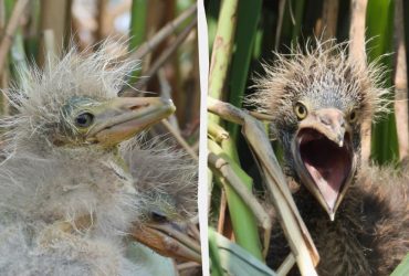 На Прикарпатті виявили унікальну колонію рідкісних птахів: кумедні фото