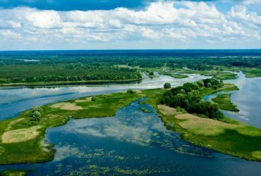 В Чорнобильському заповіднику з'явився червонокнижний жук (фото)