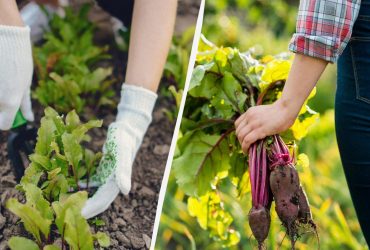 Склянка золи - і буряк виросте солодким: як приготувати добриво