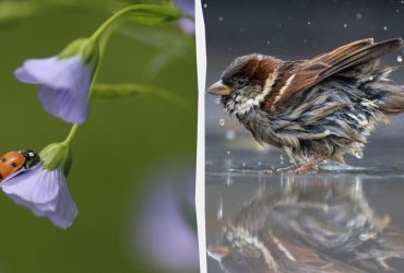 Де в понеділок буде сонячно, а де - дощитиме: синоптикиня розкрила деталі