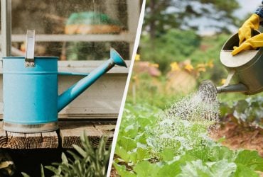 Якою водою не можна поливати город: помилка, яка може коштувати урожаю