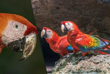 Самая красивая и умная птица - под угрозой исчезновения: чем она уникальна