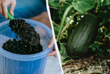 У червні кабачки потрібно удобрити цією сумішшю: буде удвічі більше зав'язей